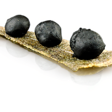 BUÑUELO NEGRO DE BACALAO CON ALIOLI